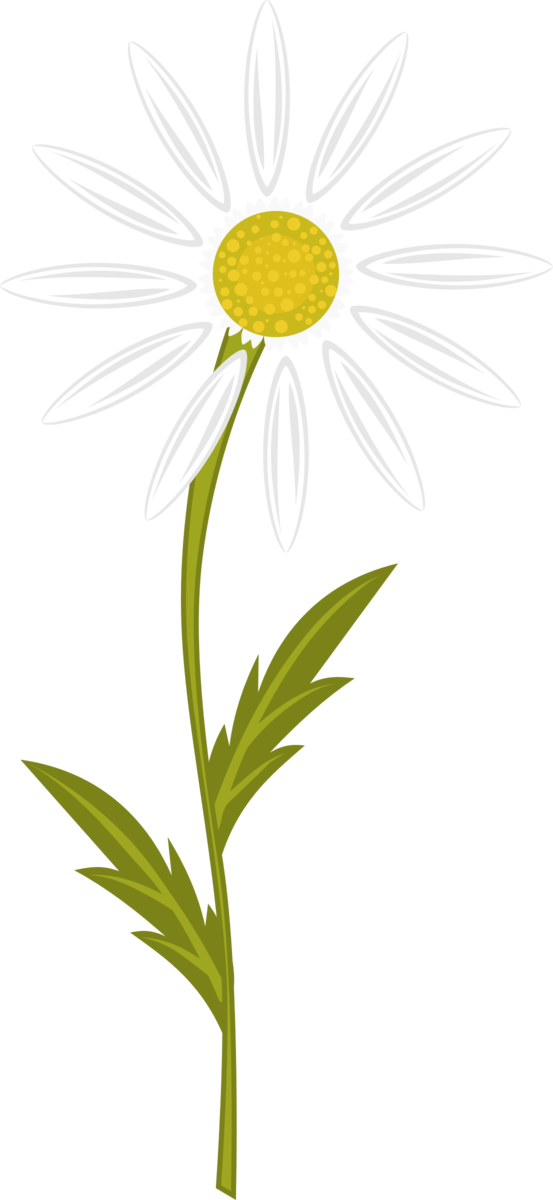 Free Daisy Flower Oxeye Daisy Daisy Clipart Clipart Transparent Background