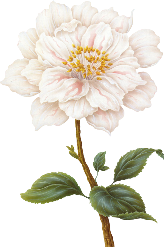Free Spring Flower Plant Peony Clipart Clipart Transparent Background
