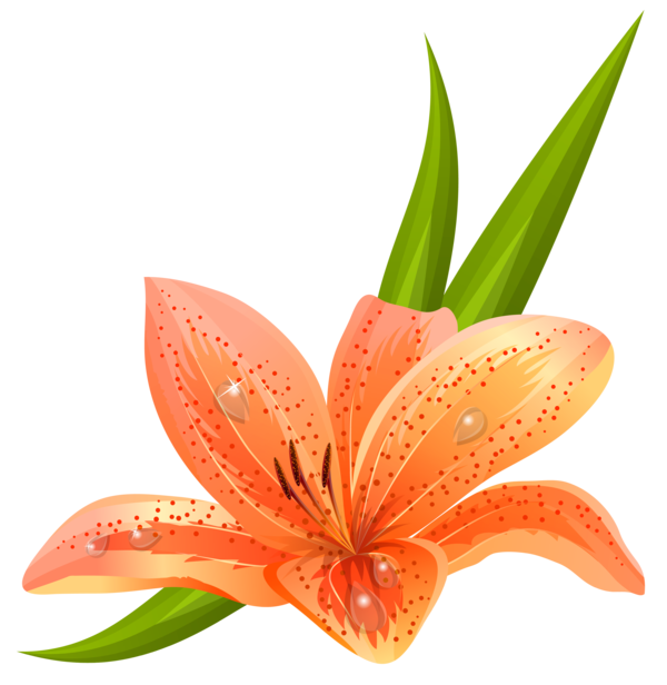 Free Tiger Flower Plant Lily Clipart Clipart Transparent Background