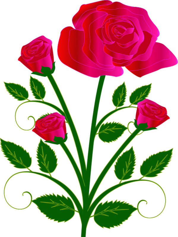 Free Family Flower Rose Family Garden Roses Clipart Clipart Transparent Background