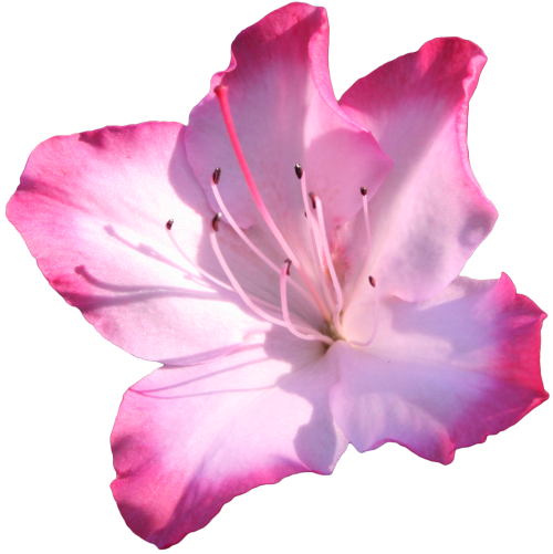 Free Family Flower Petal Azalea Clipart Clipart Transparent Background