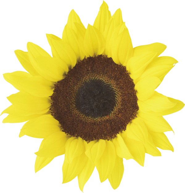 Free Sunflower Sunflower Flower Sunflower Seed Clipart Clipart Transparent Background
