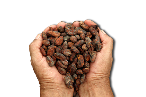 Free Coffee Cocoa Bean Superfood Commodity Clipart Clipart Transparent Background