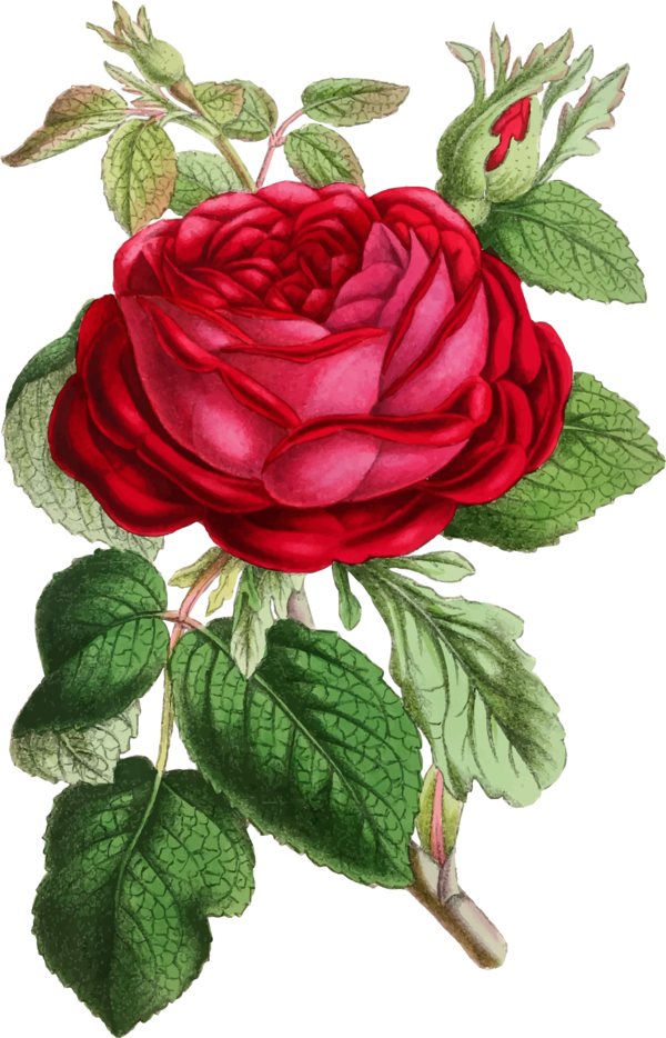 Free Rose Flower Rose Rose Family Clipart Clipart Transparent Background