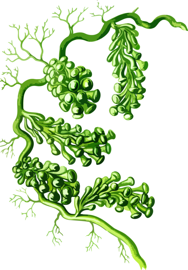Free Vegetable Plant Leaf Tree Clipart Clipart Transparent Background