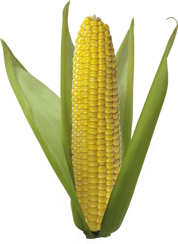 Free Baby Sweet Corn Corn On The Cob Maize Clipart Clipart Transparent Background