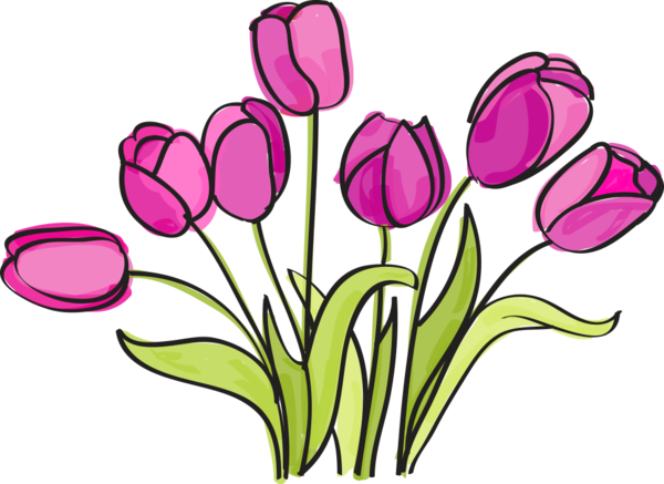 Free Tulip Flower Plant Cut Flowers Clipart Clipart Transparent Background