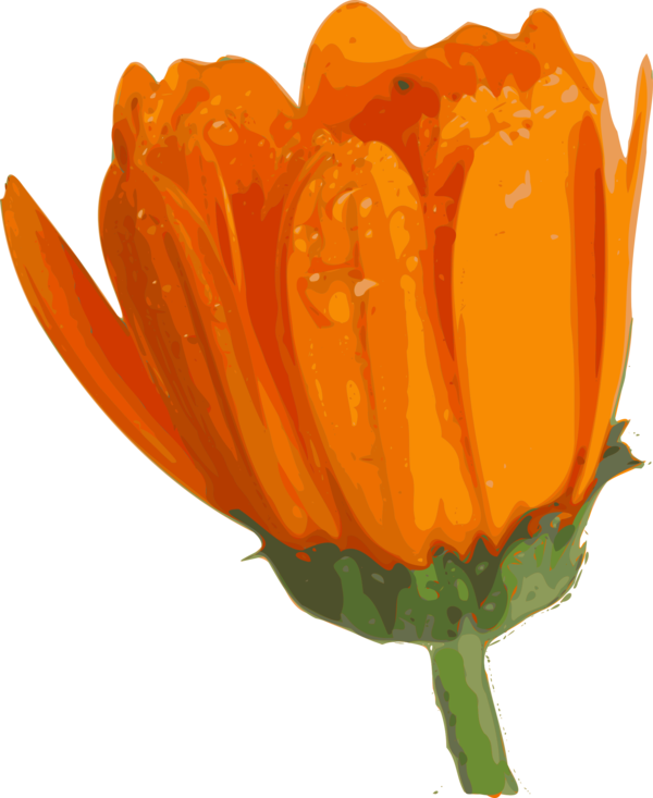 Free Tulip Flower Plant Petal Clipart Clipart Transparent Background