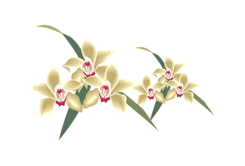 Free Orchid Flower Plant Flora Clipart Clipart Transparent Background