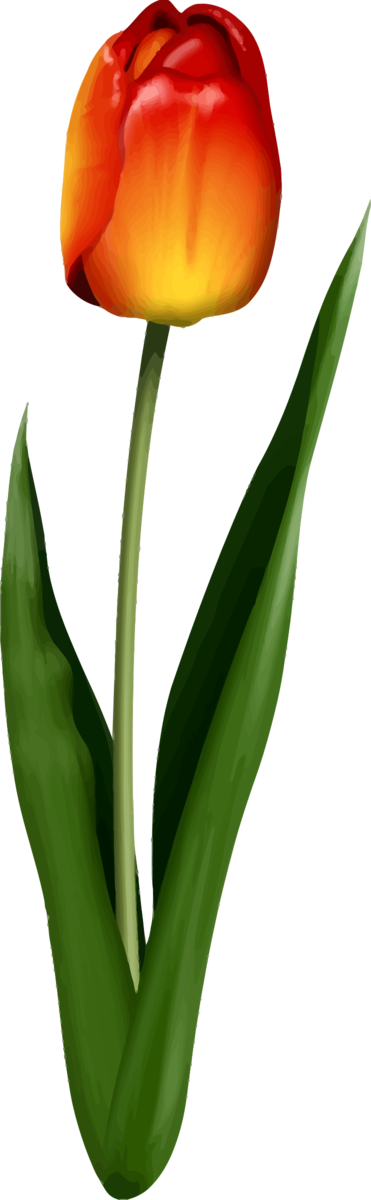 Free Lily Flower Tulip Plant Clipart Clipart Transparent Background