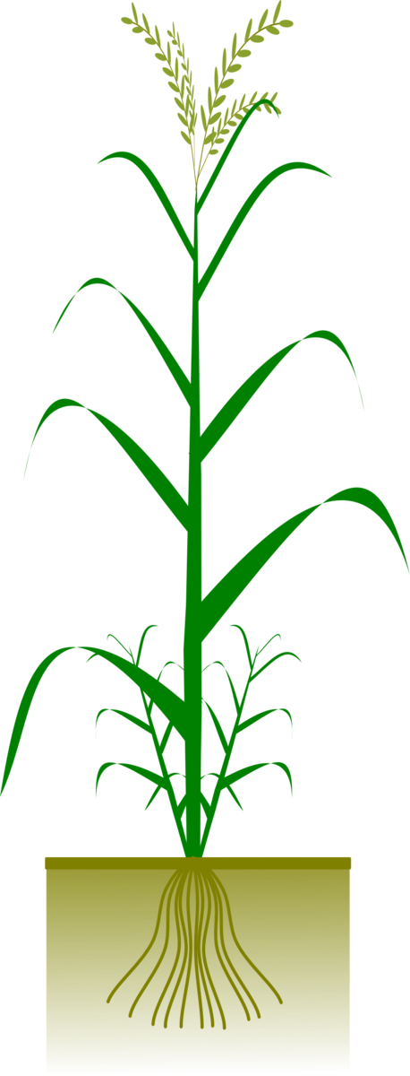 Free Rice Plant Leaf Tree Clipart Clipart Transparent Background