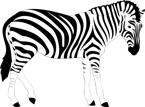 Free Zebra Zebra Wildlife Black And White Clipart Clipart Transparent Background