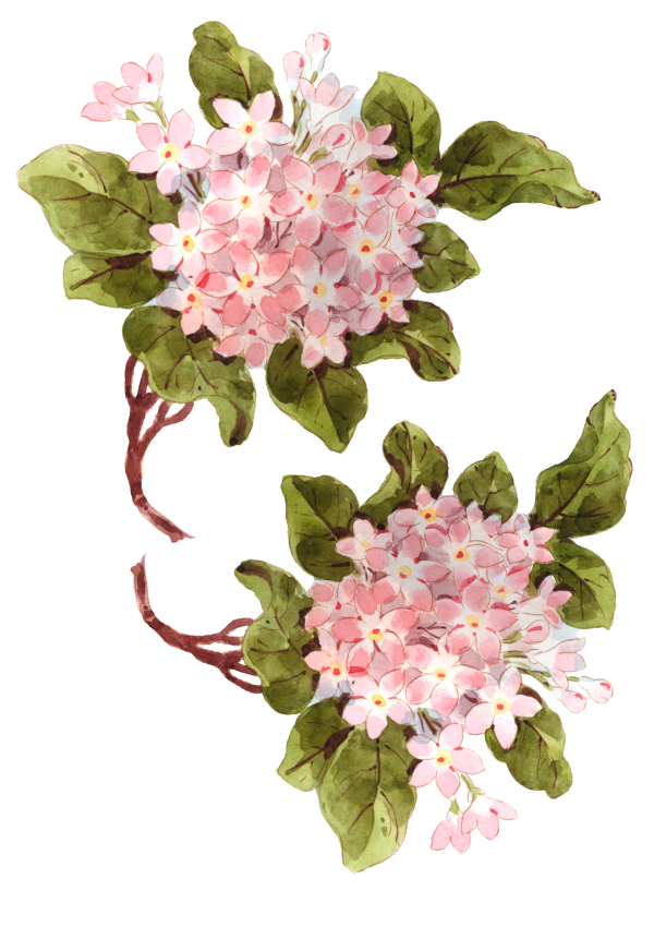 Free Hydrangea Flower Cut Flowers Plant Clipart Clipart Transparent Background