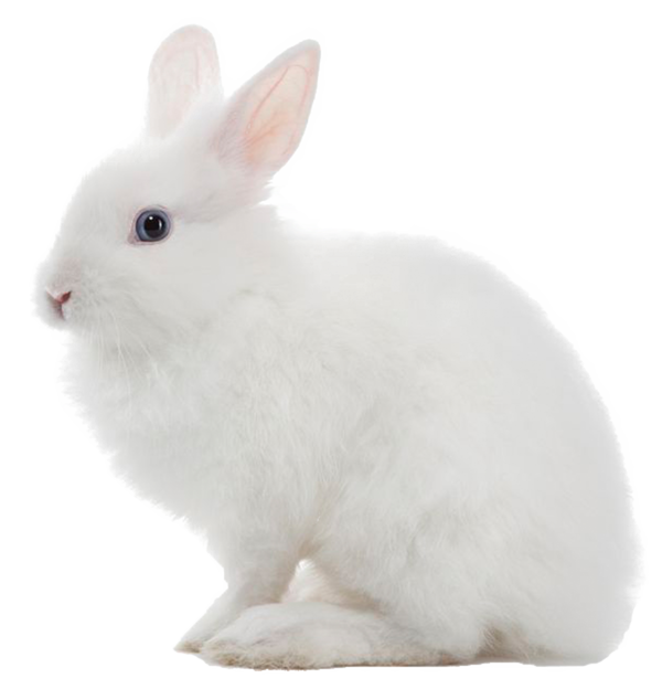 Free Pig Rabbit Hare Snout Clipart Clipart Transparent Background