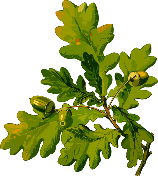 Free Leaf Leaf Plant Tree Clipart Clipart Transparent Background