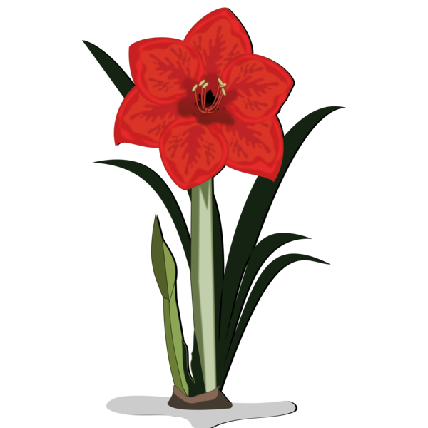 Free Tulip Flower Plant Amaryllis Belladonna Clipart Clipart Transparent Background