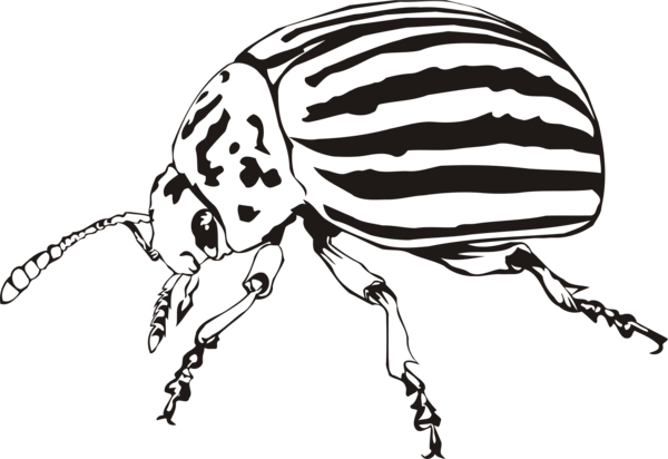Free Insect Insect Black And White Head Clipart Clipart Transparent Background