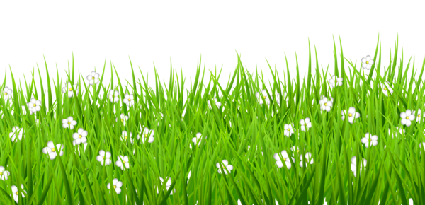 Free Family Grass Wheatgrass Grass Family Clipart Clipart Transparent Background