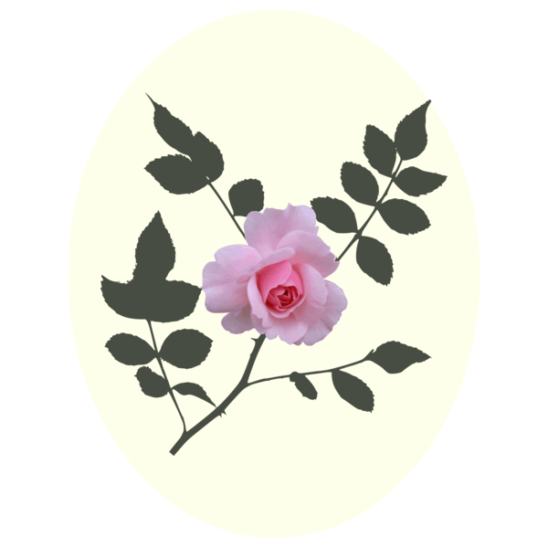 Free Rose Flower Rose Family Petal Clipart Clipart Transparent Background