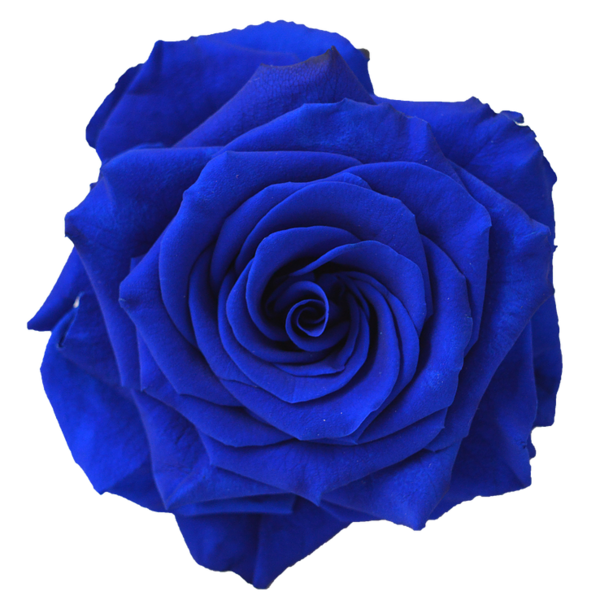 Free Rose Rose Flower Cobalt Blue Clipart Clipart Transparent Background