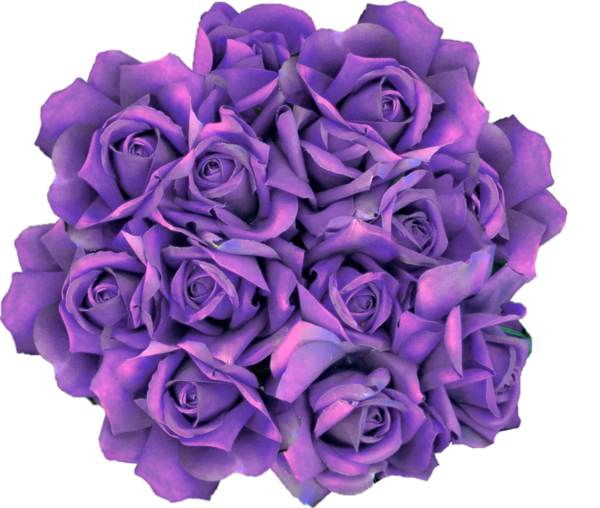 Free Family Violet Cut Flowers Lilac Clipart Clipart Transparent Background