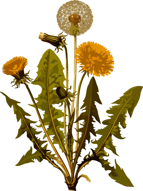 Free Lion Flower Plant Dandelion Clipart Clipart Transparent Background