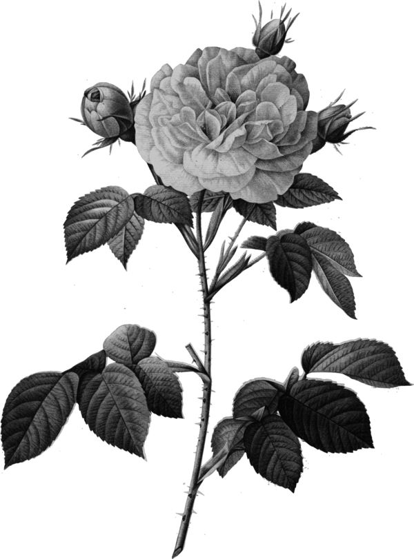 Free Rose Flower Black And White Plant Clipart Clipart Transparent Background
