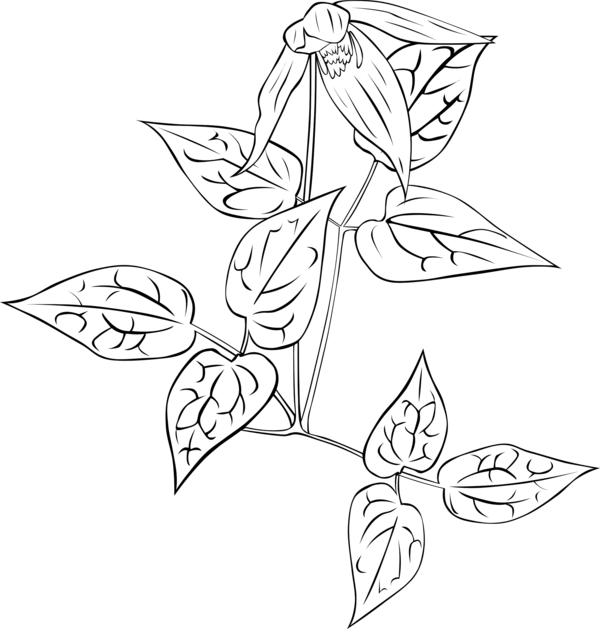 Free Leaf Line Art Black And White Plant Clipart Clipart Transparent Background