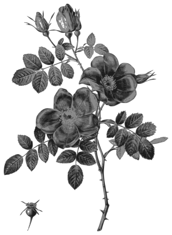 Free Rose Flower Flora Black And White Clipart Clipart Transparent Background