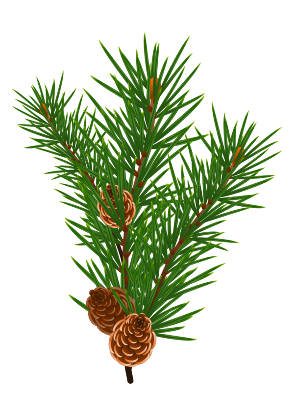 Free Christmas Tree Plant Pine Family Clipart Clipart Transparent Background