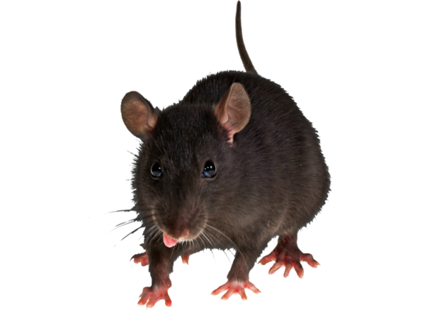 Free Mice Rat Mouse Muridae Clipart Clipart Transparent Background