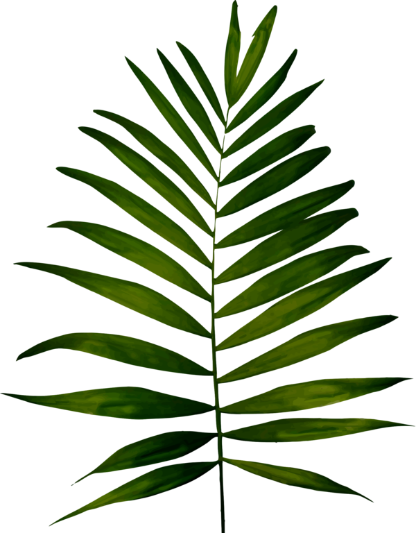 Free Tree Plant Leaf Plant Stem Clipart Clipart Transparent Background