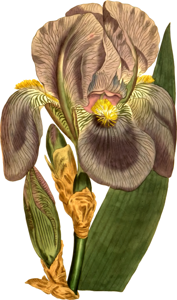 Free Tulip Flower Plant Iris Clipart Clipart Transparent Background