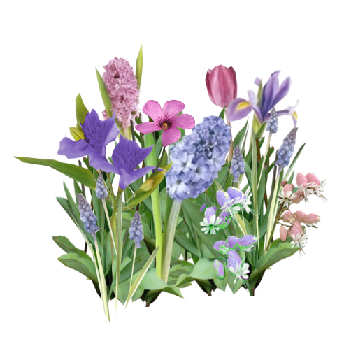 Free Family Flower Plant Violet Clipart Clipart Transparent Background