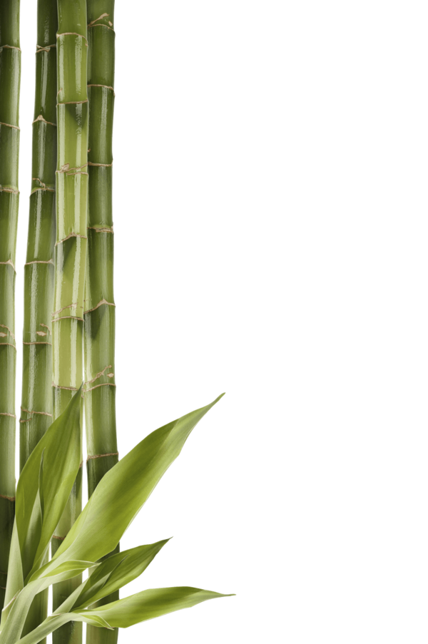 Free Family Bamboo Grass Grass Family Clipart Clipart Transparent Background