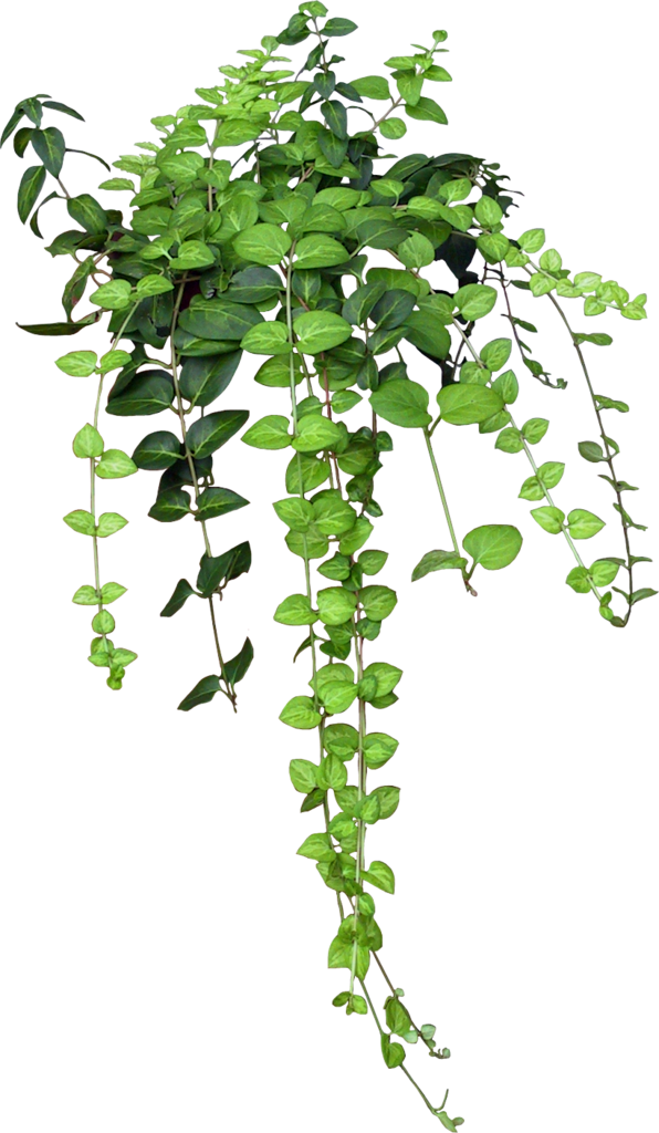 Free Herb Plant Leaf Tree Clipart Clipart Transparent Background