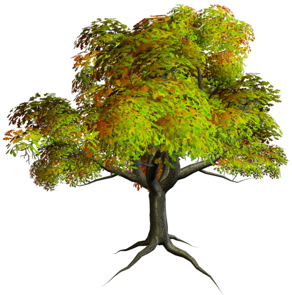 Free Tree Tree Plant Branch Clipart Clipart Transparent Background