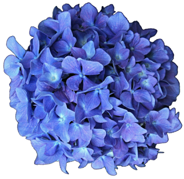 Free Hydrangea Lilac Flower Violet Clipart Clipart Transparent Background