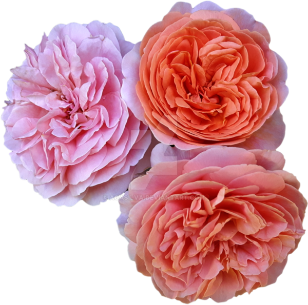 Free Peony Rose Flower Rose Family Clipart Clipart Transparent Background