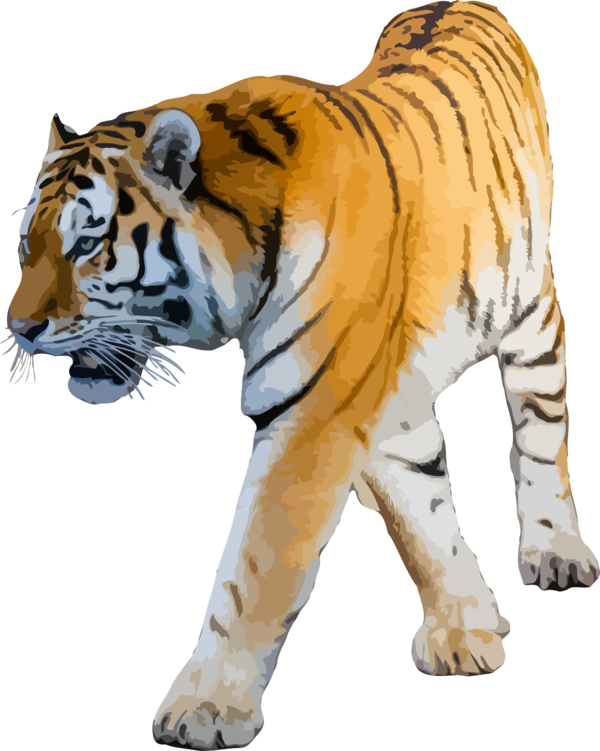 Free Tiger Tiger Wildlife Whiskers Clipart Clipart Transparent Background