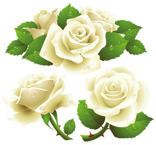 Free Rose Flower Rose Rose Family Clipart Clipart Transparent Background