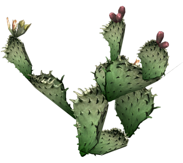 Free Cactus Plant Cactus Nopal Clipart Clipart Transparent Background