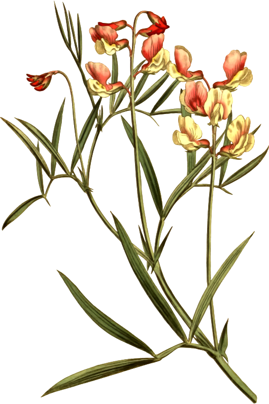 Free Tulip Flower Plant Flora Clipart Clipart Transparent Background