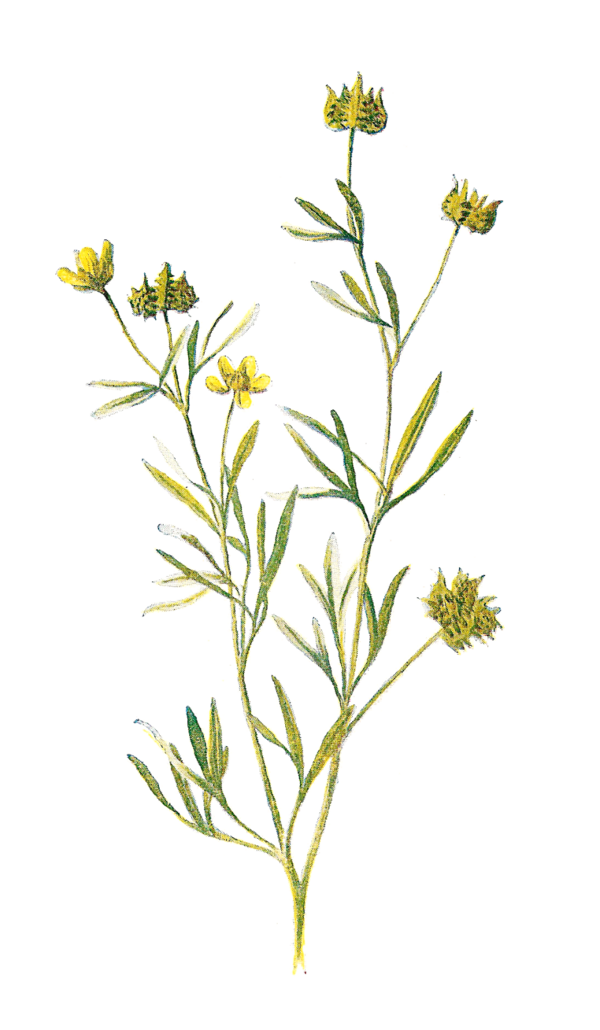 Free Herb Flower Plant Flora Clipart Clipart Transparent Background