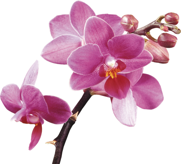 Free Orchid Flower Lilac Plant Clipart Clipart Transparent Background