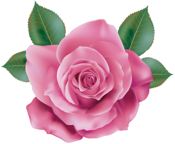 Free Rose Rose Flower Rose Family Clipart Clipart Transparent Background
