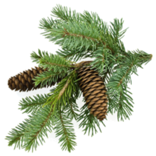 Free Christmas Pine Family Tree Conifer Clipart Clipart Transparent Background