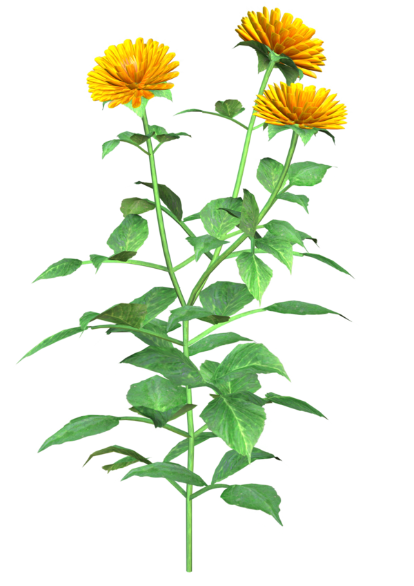 Free Sunflower Flower Plant Flowerpot Clipart Clipart Transparent Background