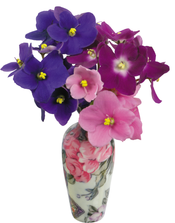 Free Orchid Violet Flower Flowerpot Clipart Clipart Transparent Background