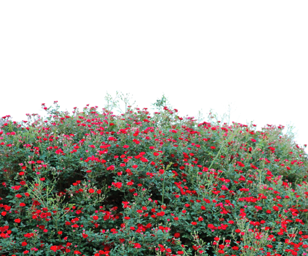 Free Garden Plant Vegetation Flower Clipart Clipart Transparent Background